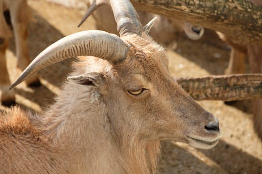 Mane jumper (Ammotragus lervia) with horns as portrait