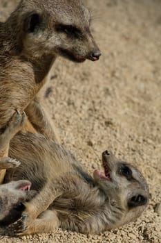 Meerkat (Suricata suricatta) child plays with mother