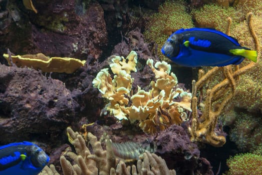 Underwater shot,scene sea anemone tropical marine animals and corals..