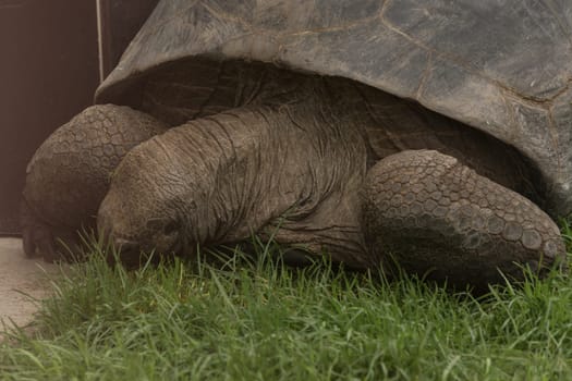 Giant tortoise in the Seychelles in the Indian Ocean.