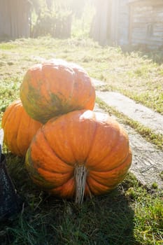 Big orange pumpkin in the garden in sunny warm day