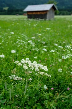 Yarrow (Achillea) on a flower meadow in the Allgäu in portrait format
