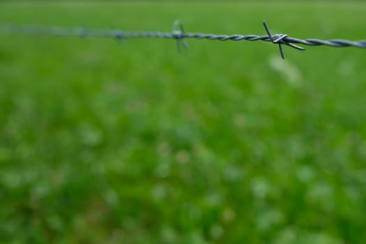 Barbed wire as an electric fence on a cattle pasture with green meadow