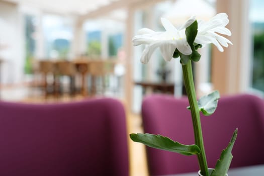 Flowering of a white marguerite in a conservatory