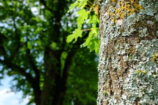 Yellow and turquoise lichens on the bark of an old maple tree