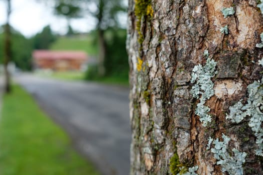 Old tree with coarse bark and lichens and moss on a road