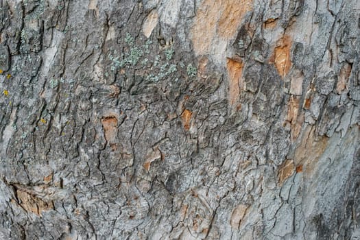 Close-up bark tree with lichens as background