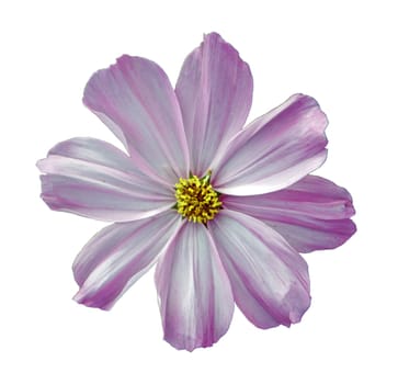 Flower of cosmos isolated on white background, closeup