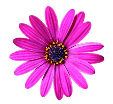 Flower of African daisy isolated on white background, closeup