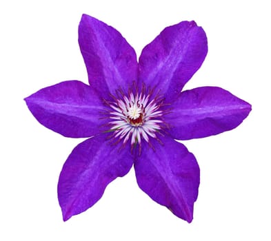 Flower of violet clematis isolated on white background, closeup