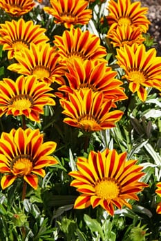 Beautiful colorful flowers of gazania, closeup