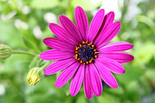 Flower of African daisy isolated against the softly muted shades of the leaves