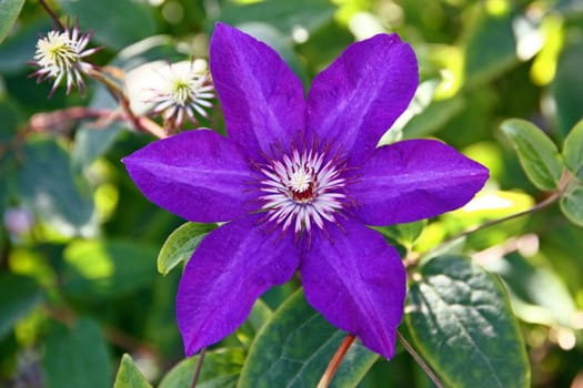 Flower of violet clematis isolated against the softly muted shades of the leaves