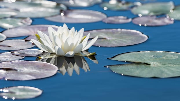 White lotus flower on mirror blue pond surface. Toned and filtered outdoors stock photo with reflection.