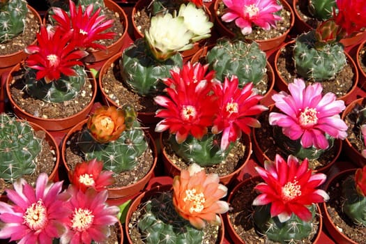 Many colorful small cacti in little pots