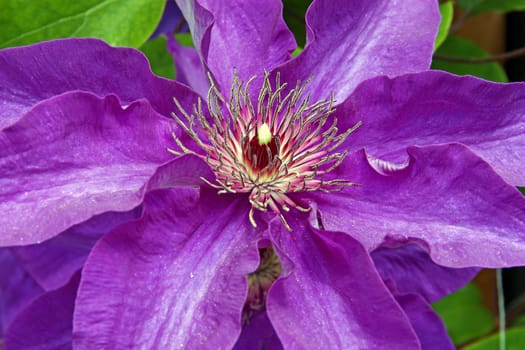 Flower of violet clematis, closeup