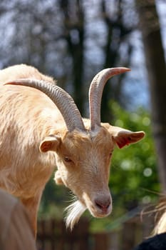 Portrait of a goat with big horns
