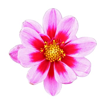 Flower of pink dahlia, isolated on white closeup