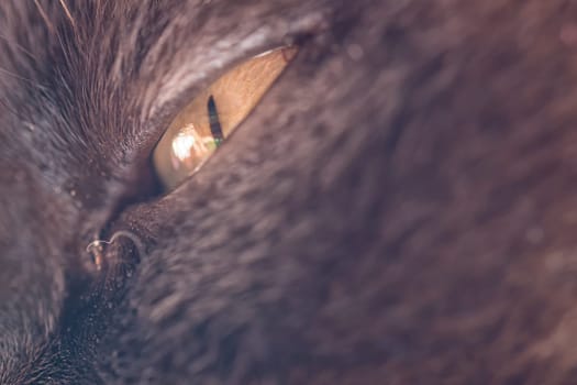 Eye of a Big Cat - Mix of British Shorthair and Burma