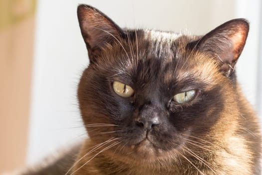 Portrait of a big cat - mix of British shorthair and Burma.