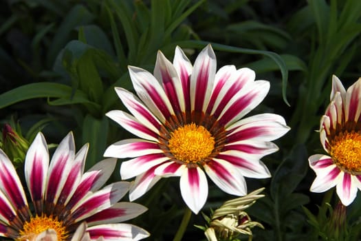 Beautiful colorful flowers of gazania, closeup