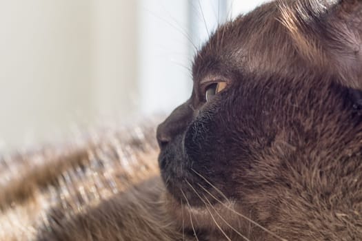 Portrait of a big cat - mix of British shorthair and Burma.