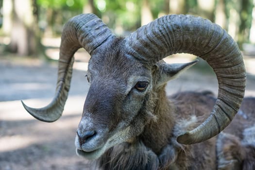 Portrait of a mouflon - Mouflon buck with magnificent horn