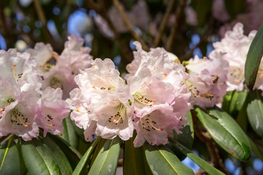 Rhododendron aganniphum flowers in full bloom in spring with beautiful decorative bright pink flowers