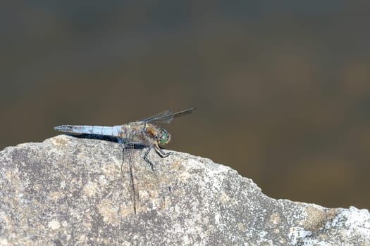 Insect Dragonfly Large Blue Arrow (Orhetrum cancellatum) on a stone by the water