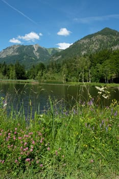 Moor pond near Oberstdorf with flowers in the foreground in portrait format