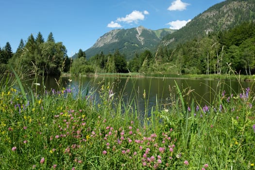 Pond with flowers and blossoms in summer in the Allgäu near Oberstdorf