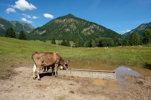 Cow to a cattle trough in the Allgäu with alpine meadow