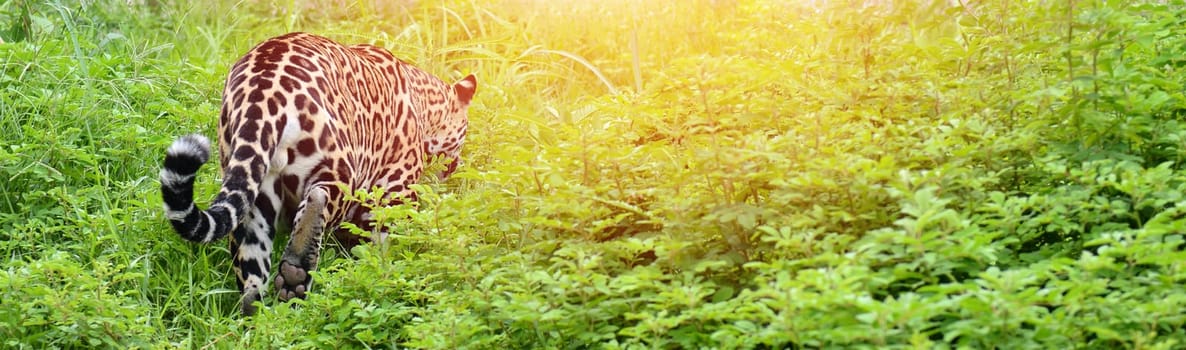 jaguar ( Panthera onca ) walking in nature with flare light