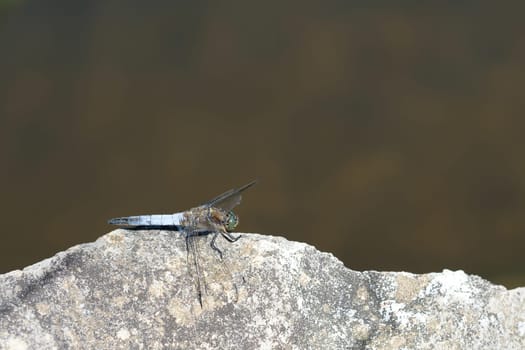 Male Dragonfly Great Blue Arrow (Orthetrum cancellatum)