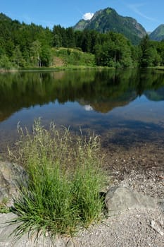 Grasses at the pond near Oberstdorf with mountain reef head in portrait format