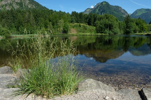 Grasses in front of the moor pond with mountains as a reflection in the water