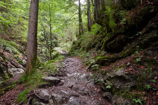 Stony hiking trail on the Faltenbachtobel in Oberstdorf through the forest