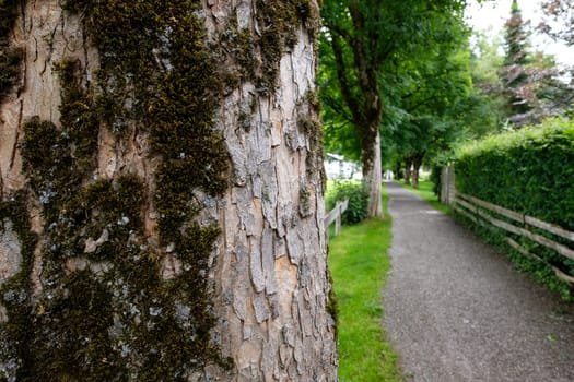 Bark maple tree with moss on the hiking trail in Oberstdorf im Allgäu