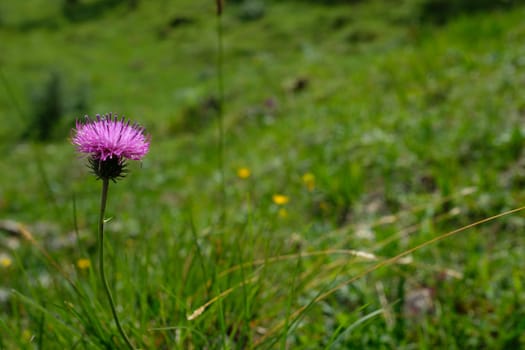 Purple flower of a flake flower (Centaurea) in the Allgäu on a meadow