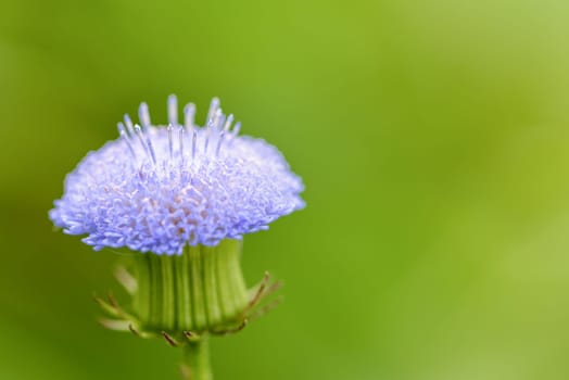 Closeup beautiful side of a small flower with pollen and blue petals is a weed in the meadow on green blur background