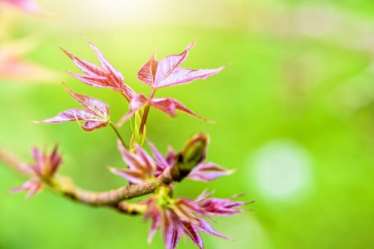Red young leaves of Maple, Liquidambar formosana, Chinese sweet gum or Formosan gum with sunlight are blossoming in spring on green background