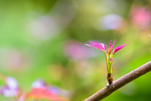 Red young leaves of Maple, Liquidambar formosana, Chinese sweet gum or Formosan gum are blossoming on green background