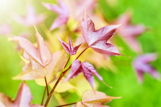 Red young leaves of Maple, Liquidambar formosana, Chinese sweet gum or Formosan gum with sunlight are blossoming in spring on green background