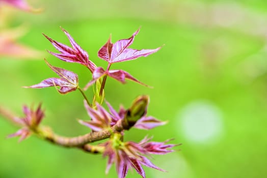 Red young leaves of Maple, Liquidambar formosana, Chinese sweet gum or Formosan gum are blossoming on green background