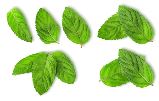 Fresh mint leaves isolated on white background. Studio macro