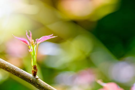 Red young leaves of Maple, Liquidambar formosana, Chinese sweet gum or Formosan gum with sunlight are blossoming in spring on green background