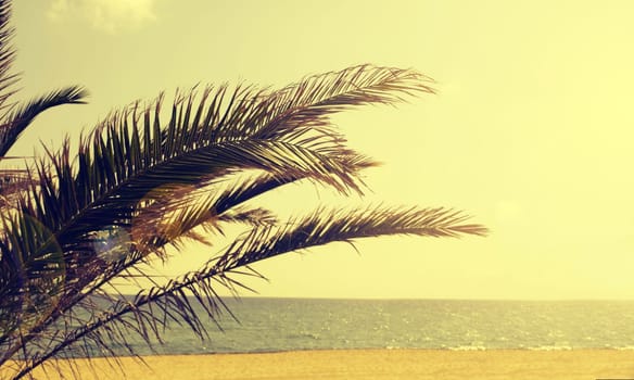 Palm tree on a Sardinian beach, retro film toned with lens flare and space for text on the right