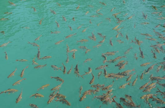 Cyprinidae freshwater fishes in Thailand. Red tailed tinfoil or Barbonymus altus fish in crystal clear water