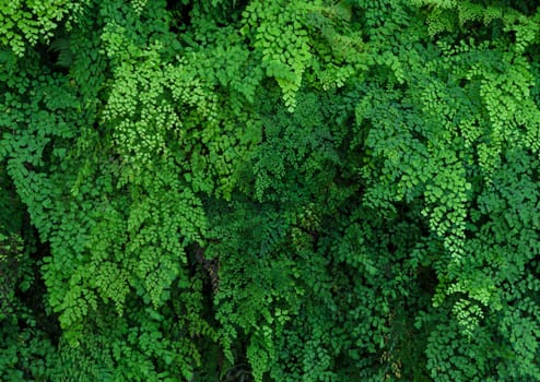 Green nature leaves background of Lush Adiantum capillus-veneris or Southern maidenhair fern or black maidenhair fern or maidenhair fern plant. Oranamental green plant wall background.