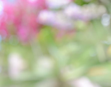 Defocused colorful flowers for abstract background